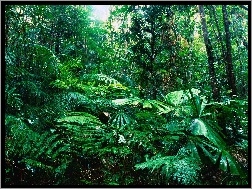 Tropikalny, Queensland, Las
